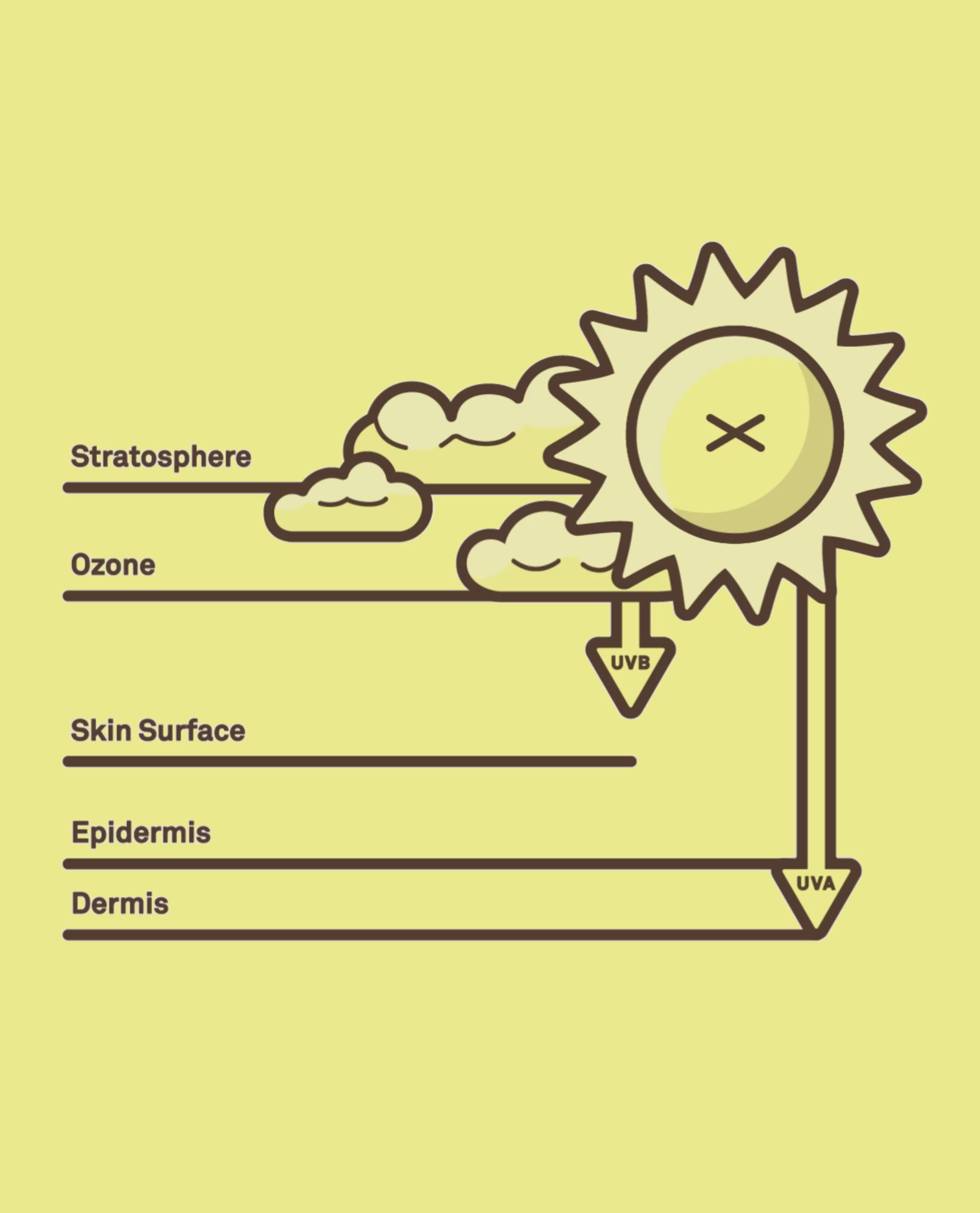 Diagram showing how UVA rays reach the dermis and UVB rays affect the skin surface and epidermis – Sun Education Collection - Sun Bum